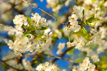 Image showing Blooming tree