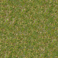 Image showing Green and Dry Grass. Seamless Texture.