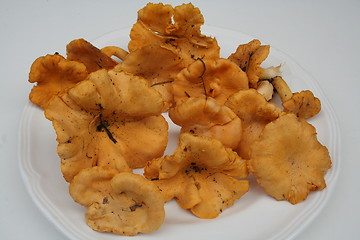 Image showing Chantarelles