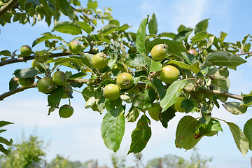 Image showing Apple tree branch with fruit