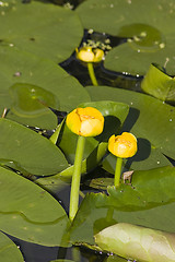 Image showing Water lily