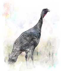 Image showing Watercolor Image Of  Turkey Bird