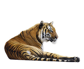 Image showing Tiger Resting