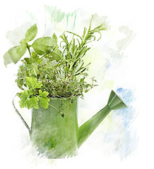 Image showing Watercolor Image Of  Herbs
