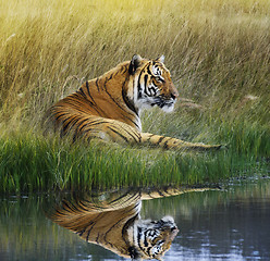 Image showing Tiger  On Grassy Bank With Reflection 