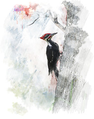 Image showing Watercolor Image Of  Pileated Woodpecker (Dryocopus pileatus) 