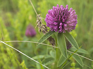 Image showing Flower Red clover