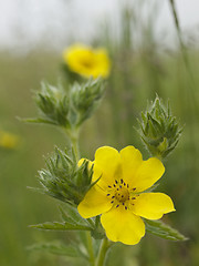 Image showing yellow flower