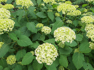 Image showing Hortensia flower