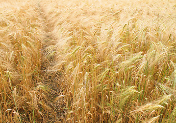 Image showing Barleycorn field