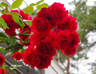 Image showing Red rose