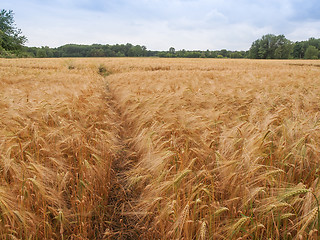 Image showing Barleycorn field