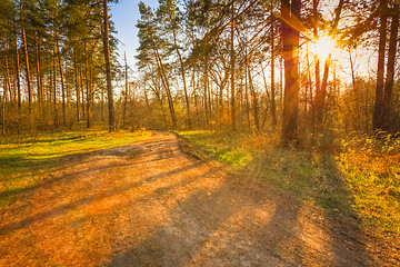 Image showing Sunset In Spring Forest 