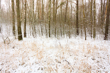 Image showing Snow In Forest