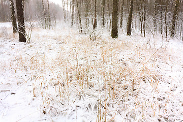 Image showing Snow In Forest