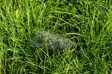 Image showing small spiders web full of dew drops in the meadow 