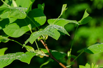 Image showing Sun reflections on tulip tree leaves morning dew 