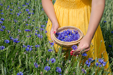 Image showing girl in yellow dress hands pick cornflower herbs 
