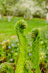 Image showing young green burgeon ferns in yard 