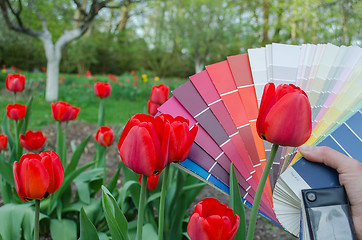 Image showing red palette examples on yard to red blooming tulip 