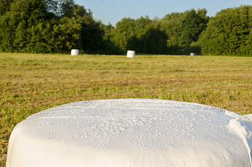 Image showing polythene wrapped grass straw bales. Animal fodder 