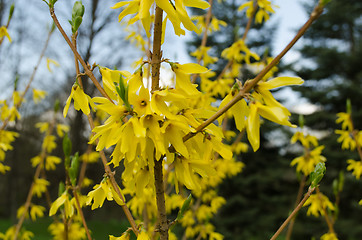 Image showing decorative shrub forsythia  with yellow flowers 