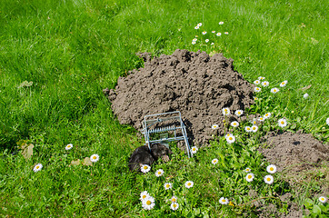 Image showing dead mole in traps meadow to the powdery sunk cave 