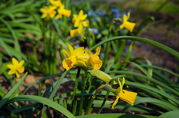 Image showing spring yellow narcissus with green leaves 