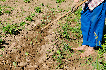 Image showing woman hoe mould soil zucchini seedlings 