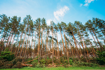 Image showing Windfall in forest. Storm damage.