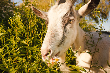 Image showing Young White Horned Goat Chewing