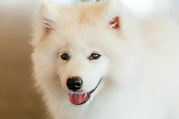 Image showing White Samoyed dog puppy