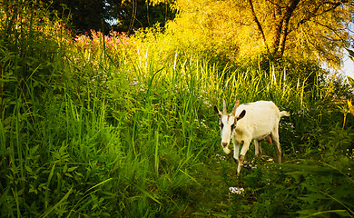 Image showing White Goat