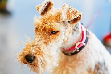 Image showing Wire Fox Terrier