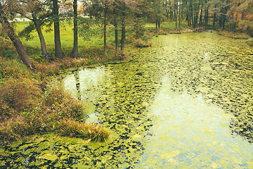 Image showing Wild Bog Swamp