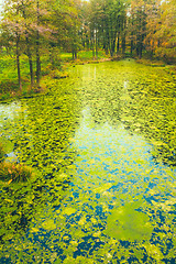 Image showing Wild Bog Swamp