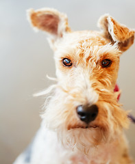 Image showing Wire Fox Terrier