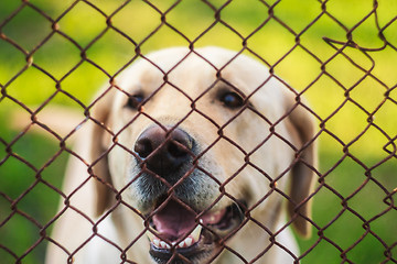 Image showing Yellow Labrador Retriever Behind Fence