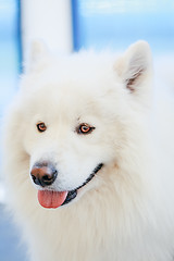 Image showing White Samoyed dog