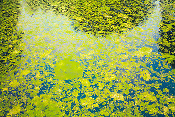 Image showing Wild Bog Swamp