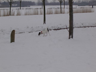 Image showing Winter Dog