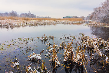 Image showing View On The Bog. Grass And Water.