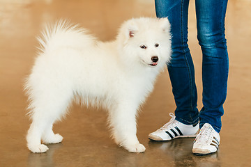 Image showing White Samoyed dog puppy