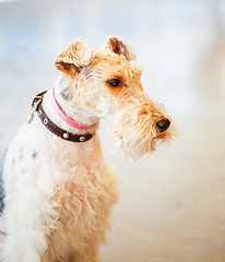 Image showing Wire Fox Terrier