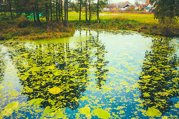 Image showing Wild Bog Swamp.