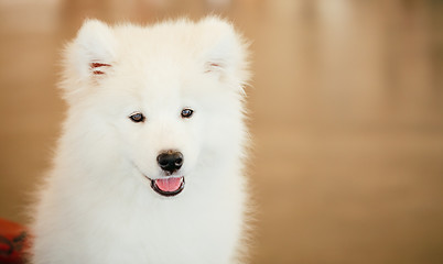 Image showing White Samoyed dog puppy