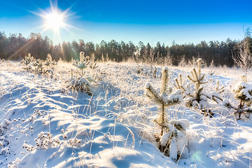 Image showing winter landscape with the pine forest and sunset