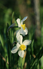 Image showing Beautiful Daffodils (Narcissus)