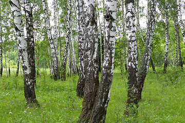 Image showing Beautiful birch trees