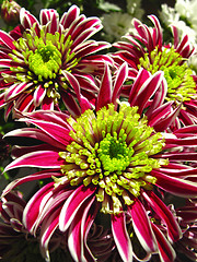 Image showing Beautiful chrysanthemum